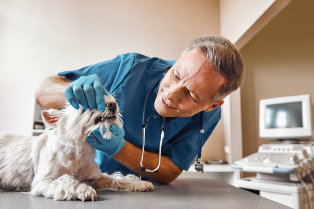 Best Weekend Emergency Dentist in Cowpens, SC